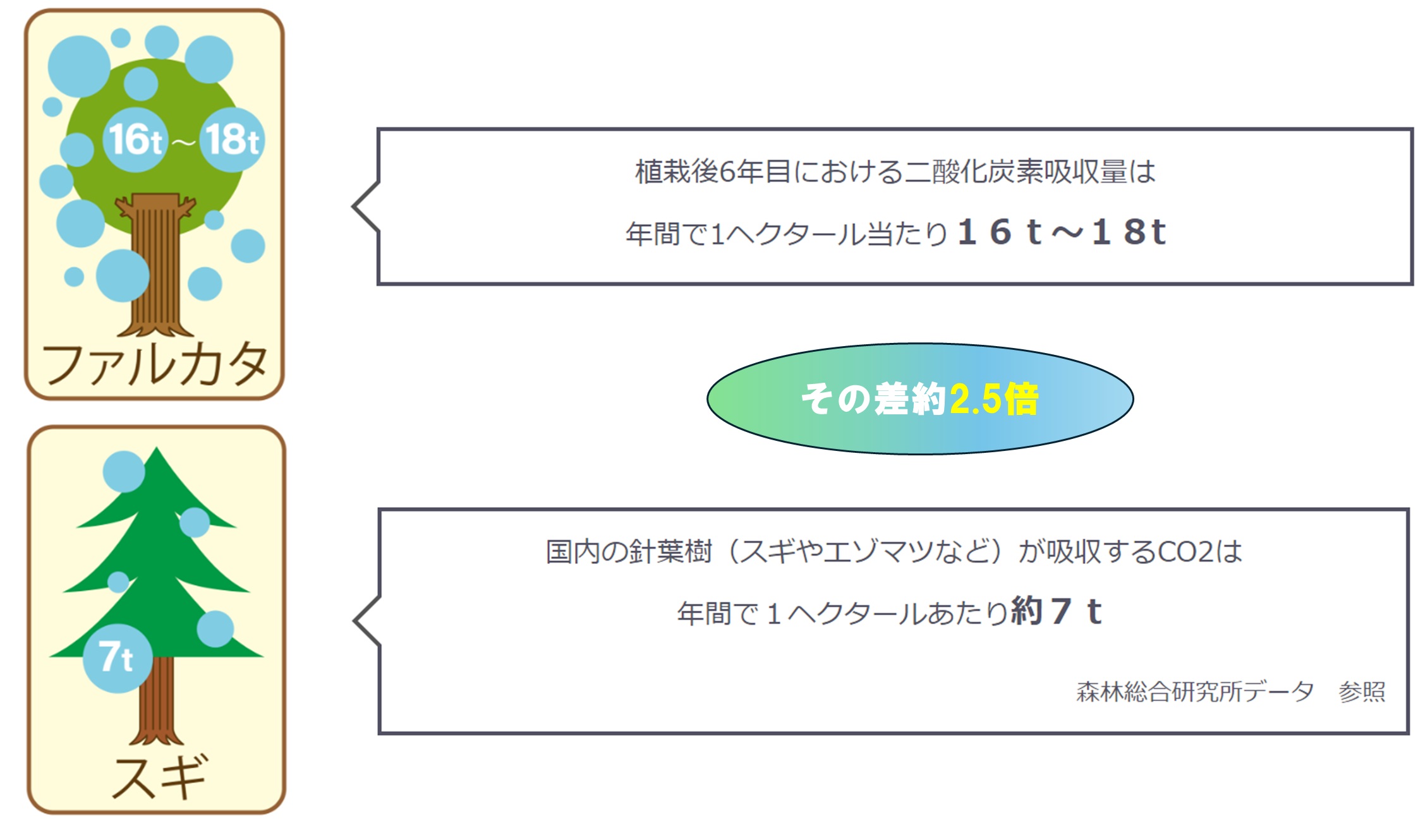 ファルカタと杉の比較